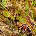 Potamogeton polygonifolius Leaf