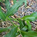 Commelina ensifolia 葉