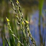 Philydrum lanuginosum Žiedas