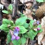 Pulmonaria obscuraFloare