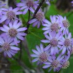Pericallis steetzii Flor