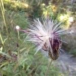 Cirsium tuberosum फूल