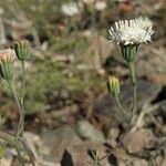 Chaenactis carphoclinia Flower