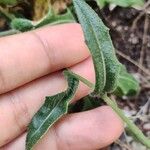 Biscutella lima Leaf