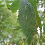 Acer carpinifolium Likasa