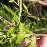 Salix nigra Leaf