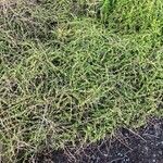 Lycium mascarenense Habit