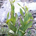 Veratrum californicum موطن