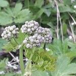 Thalictrum aquilegiifoliumফুল