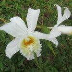 Sobralia chrysostoma Flor