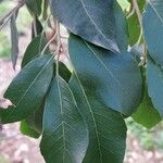 Esenbeckia leiocarpa Leaf