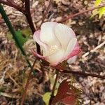 Gossypium hirsutum Fleur