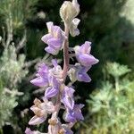 Lupinus sericeus Çiçek