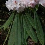 Rhododendron × geraldii Flower