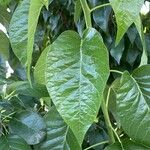 Maclura pomifera Leaf