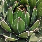 Agave victoriae-reginae Ліст