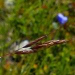 Helictochloa versicolor