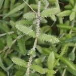 Delosperma echinatum Leaf