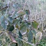 Ulmus carpinifolia Feuille