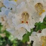 Catalpa speciosa 花