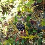 Rubus nemoralis Fruit