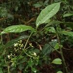 Psychotria alatipes Flower