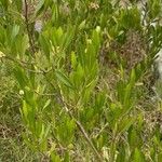 Phillyrea angustifolia Leaf