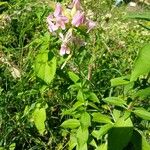 Saponaria officinalis Costuma