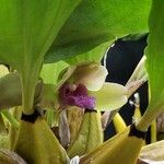 Bifrenaria tyrianthina Maua