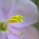 Osbeckia nutans Flower