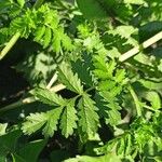 Potentilla supina Leaf