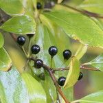 Lindera angustifolia Fruct