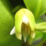 Rhizophora mangle Blüte