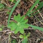 Alchemilla xanthochlora Лист