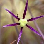 Allium cristophii Іншае
