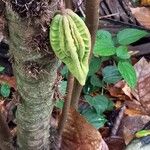 Theobroma cacao 果實