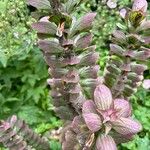 Acanthus hungaricus Folha