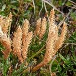 Selaginella selaginoides Fruto