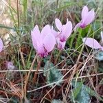 Cyclamen purpurascens Blomma