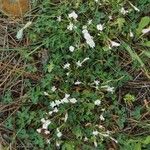 Trifolium uniflorum Habit