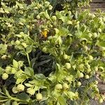 Euphorbia characiasFlower