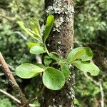 Salix laggeri Feuille