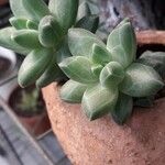 Pachyphytum compactum Liść