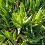 Carpobrotus edulis Folha