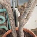 Cnidoscolus aconitifolius Rinde