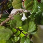 Plectranthus verticillatus Leaf