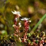 Sedum anglicum Habitus