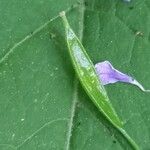 Lunaria rediviva Плод