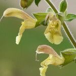 Salvia nubicola Çiçek