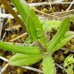 Valeriana vesicaria Leaf